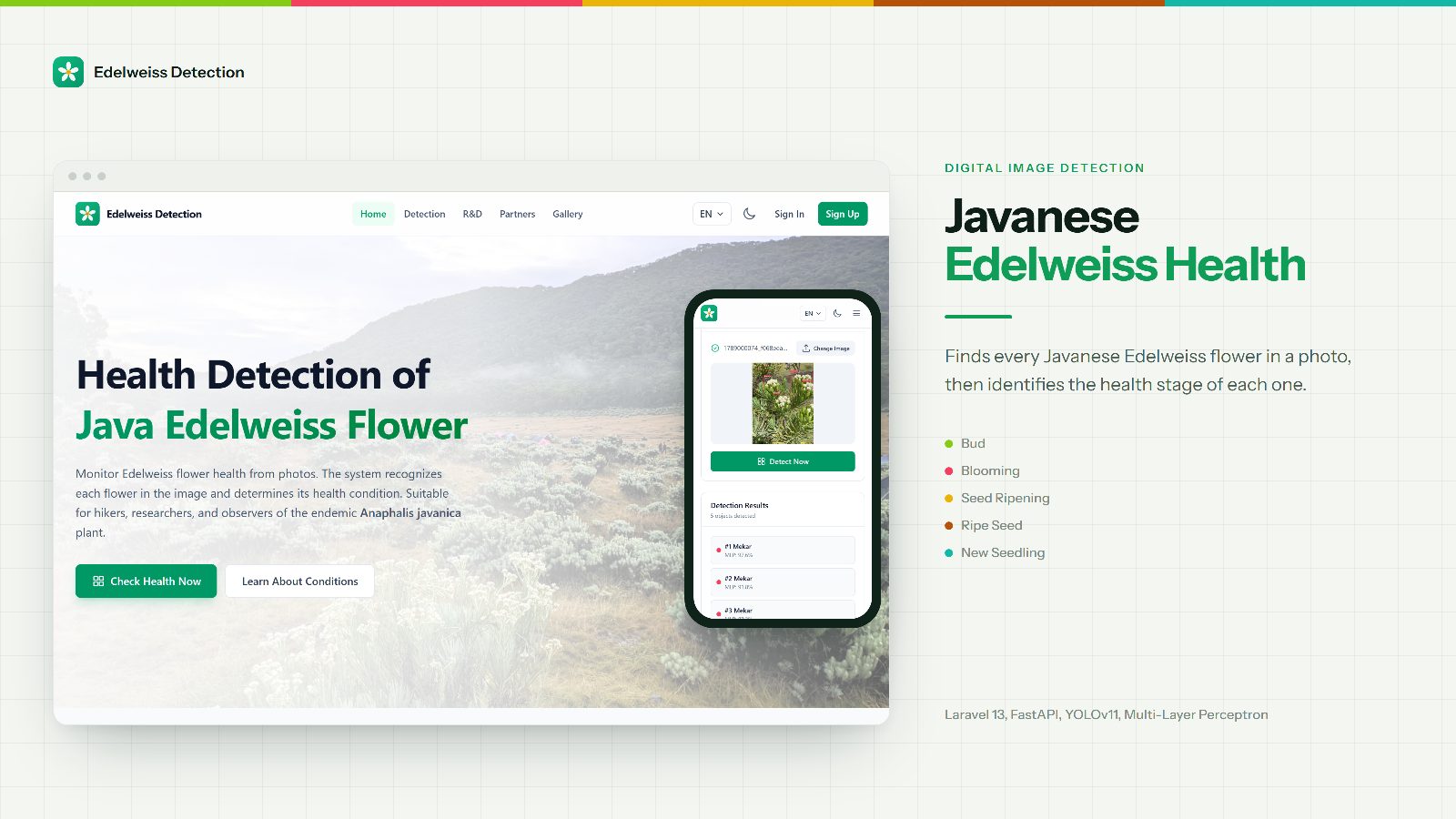 Cover image of Edelweiss Detection: Health Detection for Javanese Edelweiss